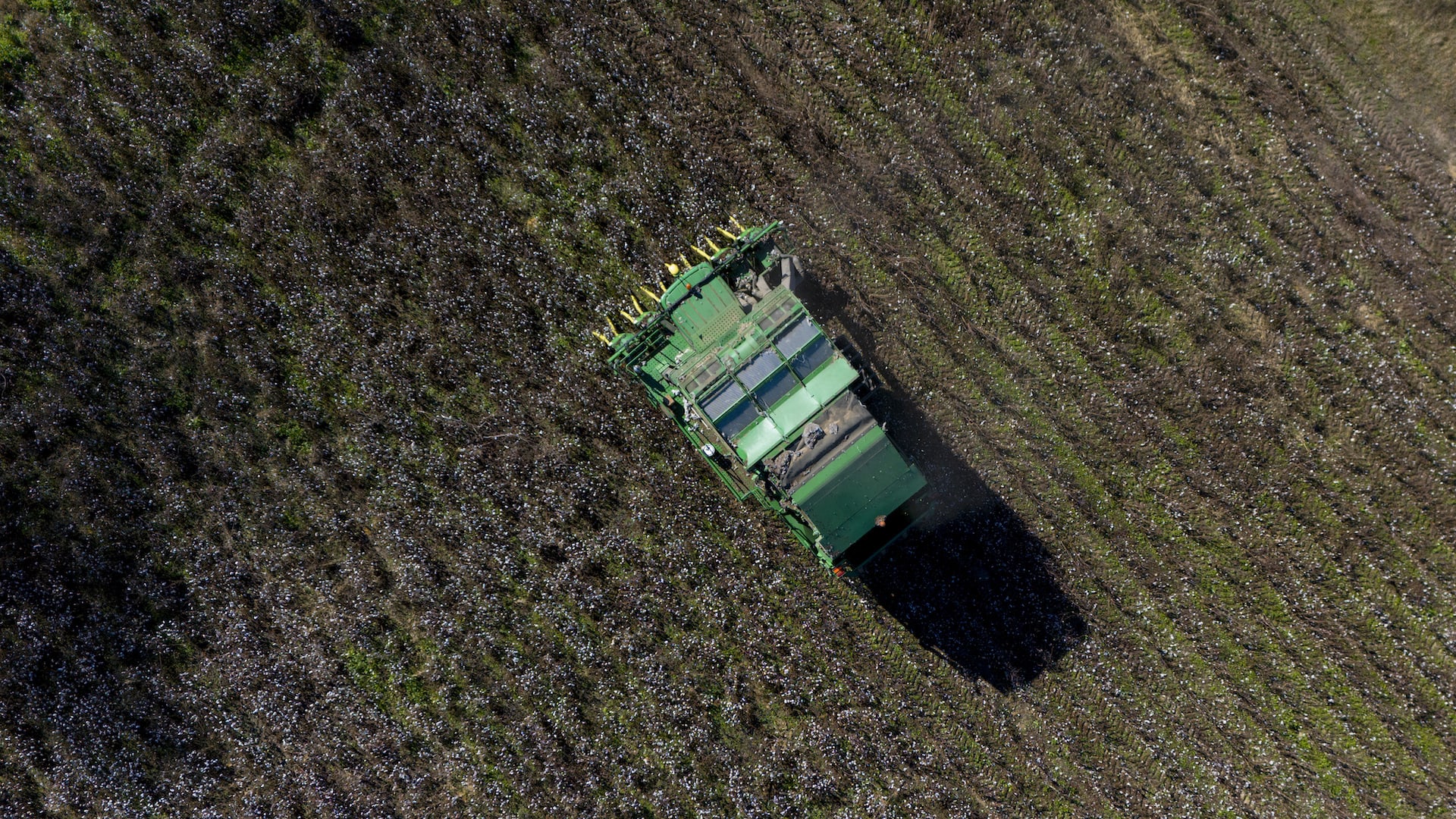 Aerial view of a green combine harvester working in a cotton field. The machine is moving through rows of partially harvested plants, leaving a shadow on the ground. The field appears vast and stretches out towards the horizon.